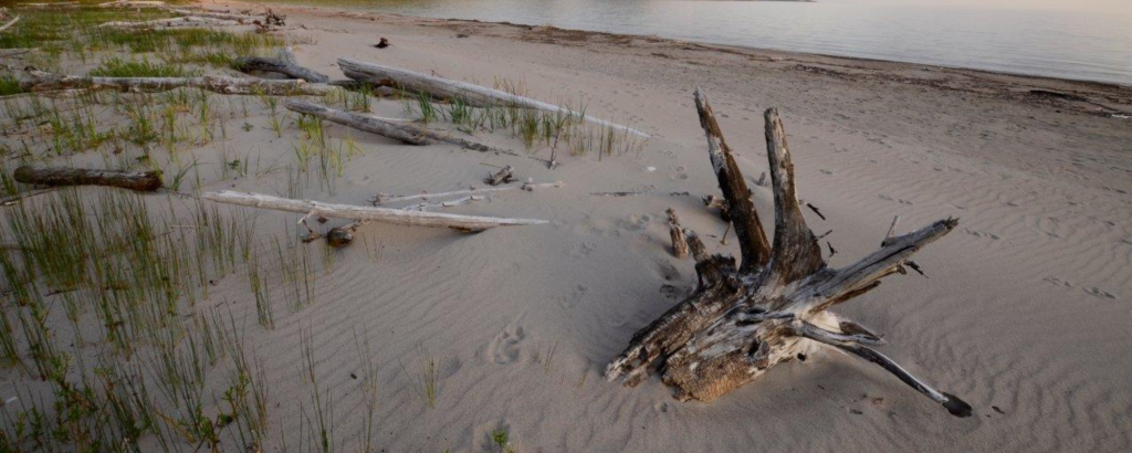 A large piece of driftwood on a sandy beach
