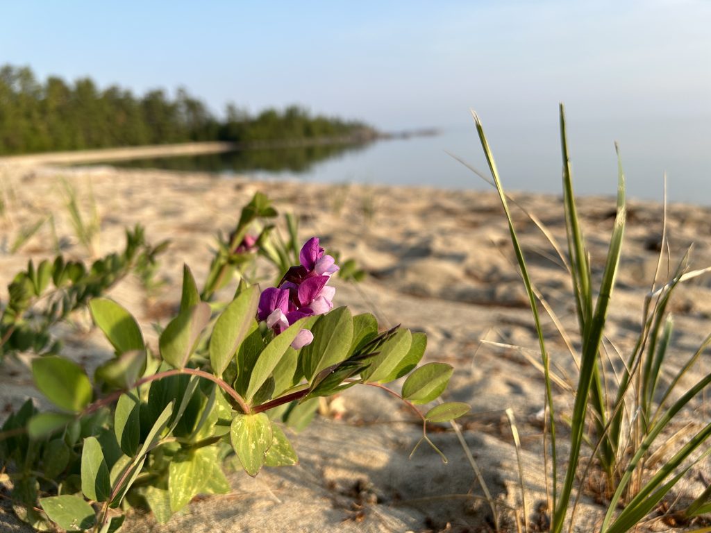 Beach Pea and Marram Grass on beach