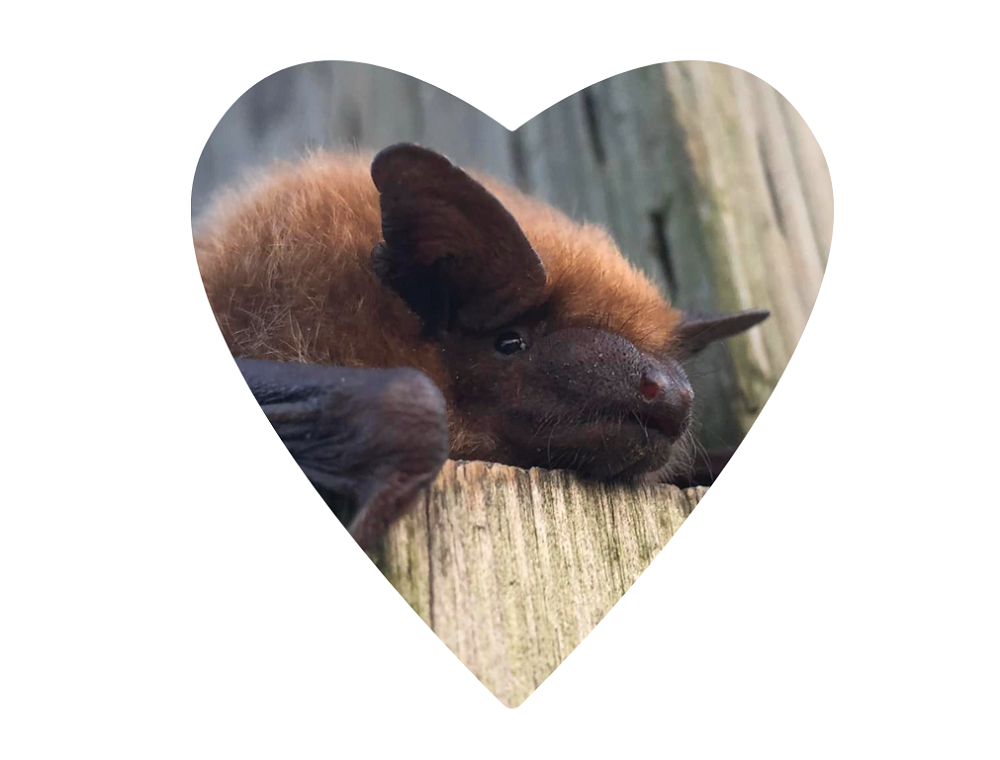 bat in heart frame