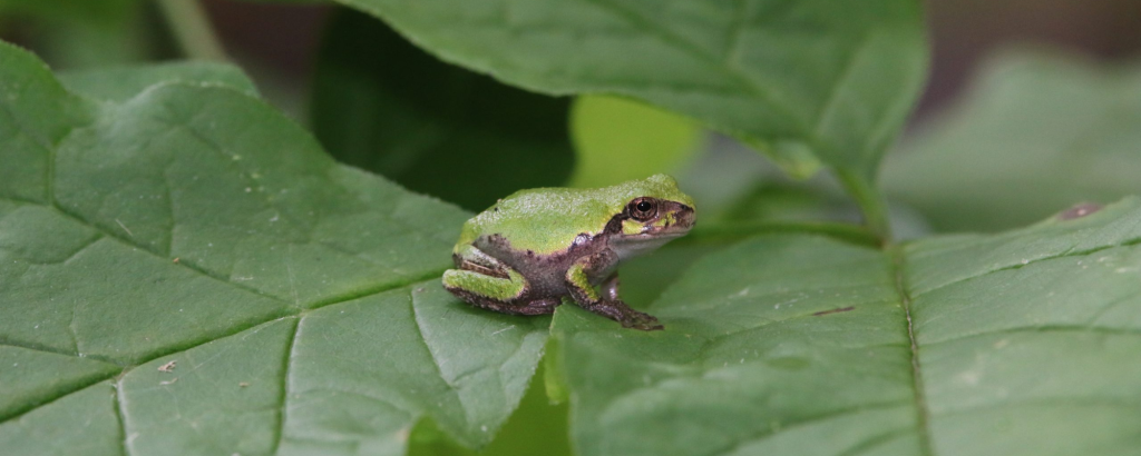 A tiny Grey Treefrog on a leaf