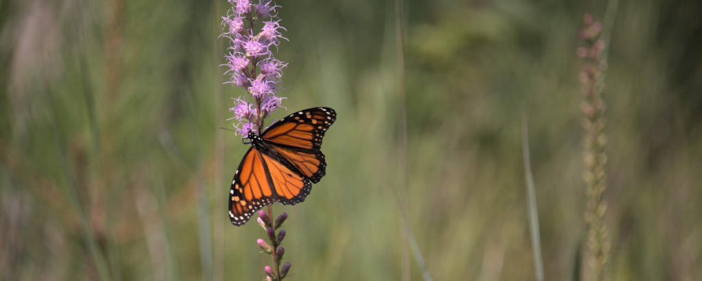 A Monarch Butterfly on a flower in a field