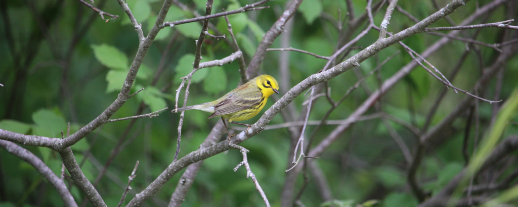 Yellow bird sitting in a tree