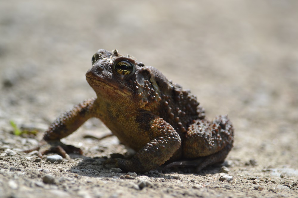 An American Toad