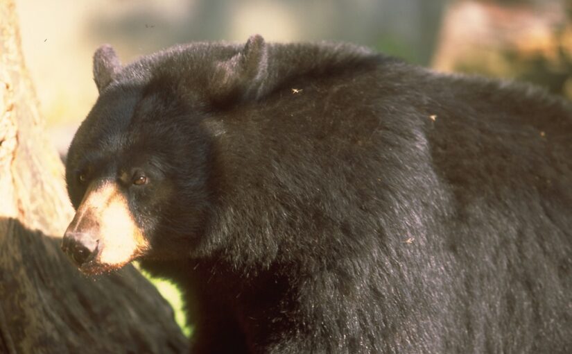 Black Bear