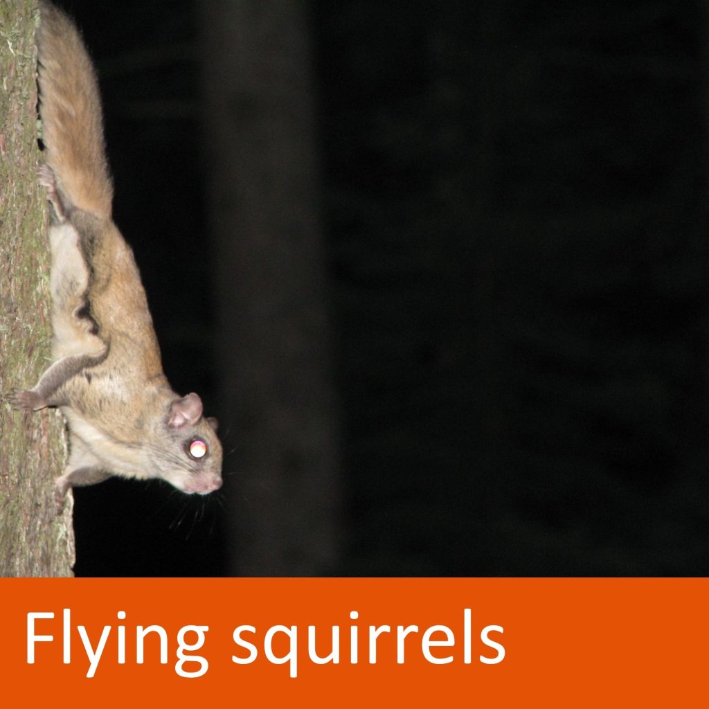 flying squirrel hanging onto tree trunk. Text: Flying squirrels