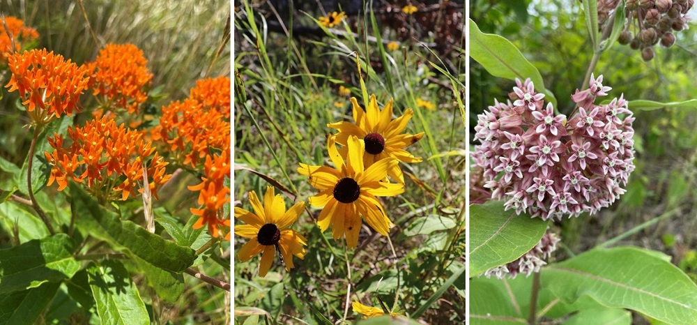 Butterfly Milkweed, Black-eyed Susan, Common Milkweed