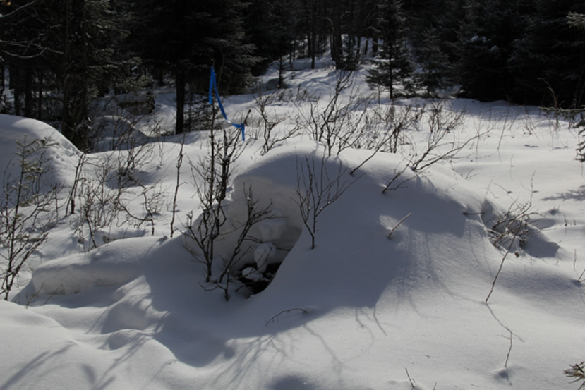 bear den in a beaver meadow