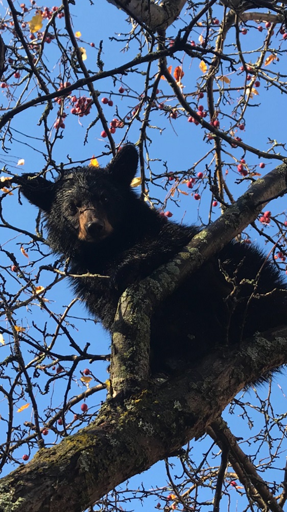 bear in tree