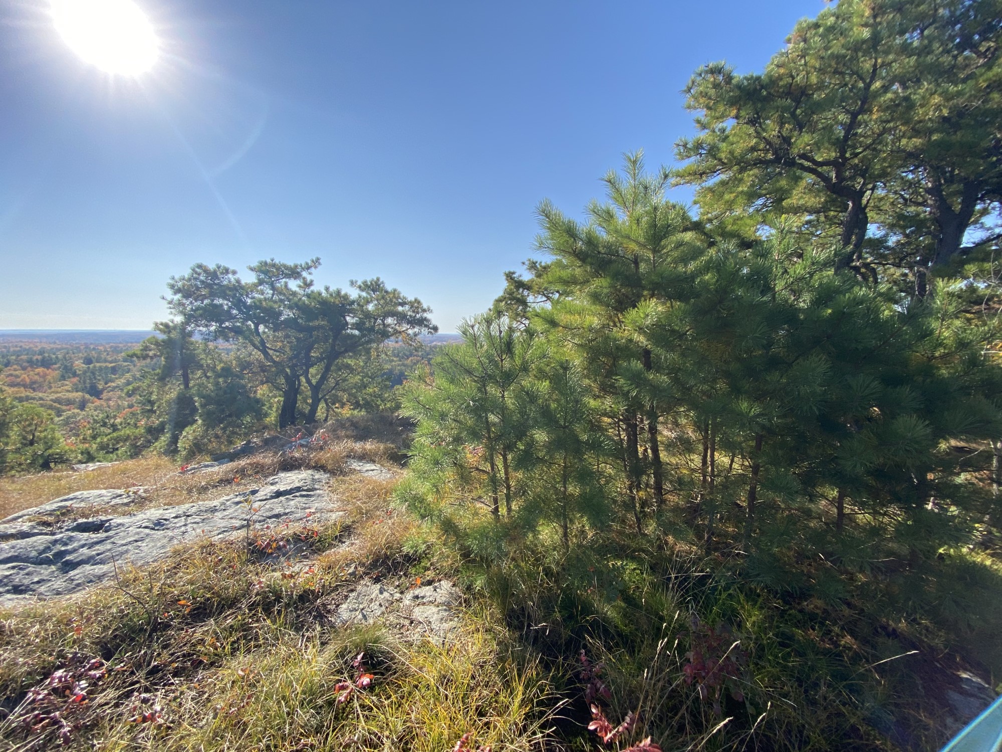 Green pitch pines growing in a sunny spot