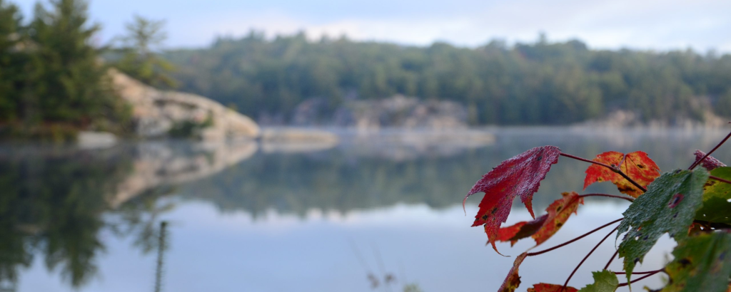 Trees surrounding a lake