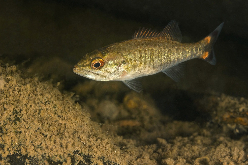 small mouth bass in water