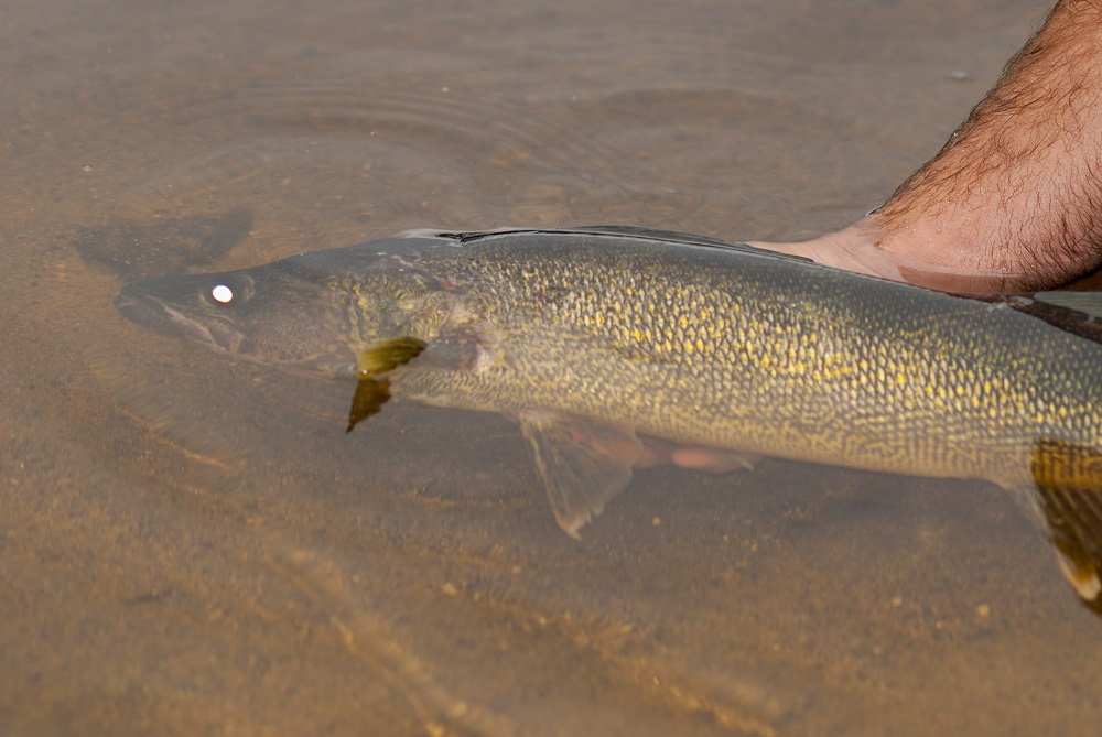 person releasing fish