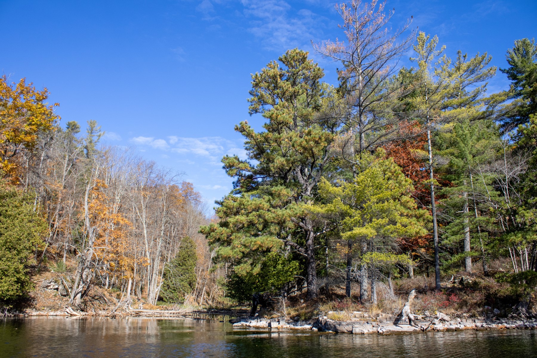 Pitch pine trees growing at the edge of a lake