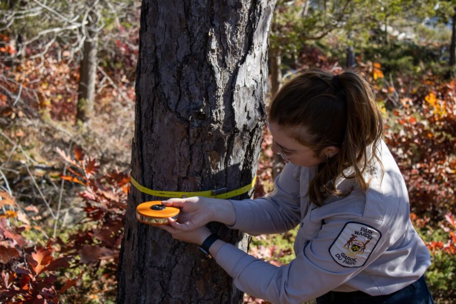 An Ontario Parks ecologist using a measuring tape around a tree's trunk to measure its circumference.