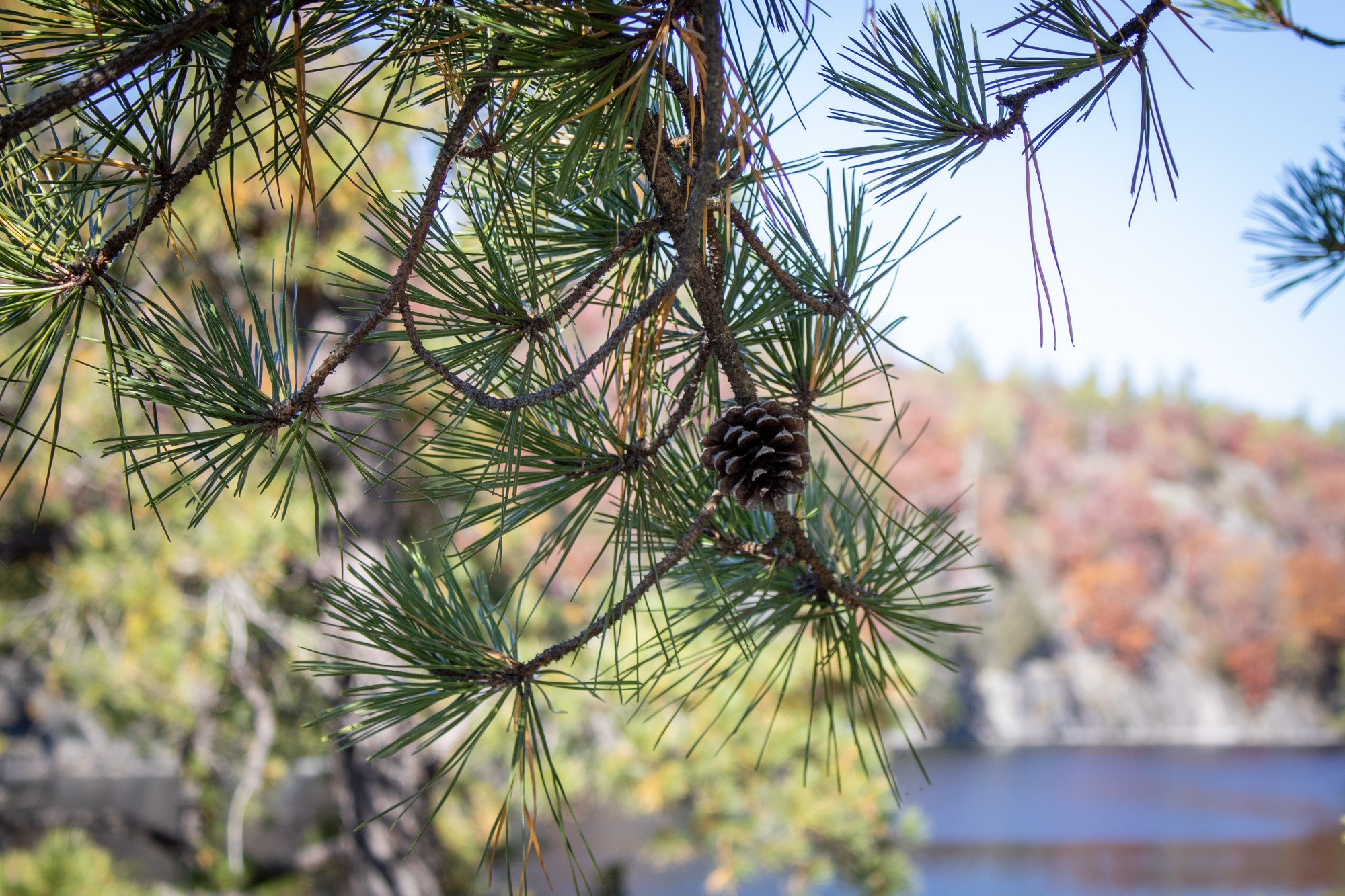 Pitch pine branch up close with a pinecone attached