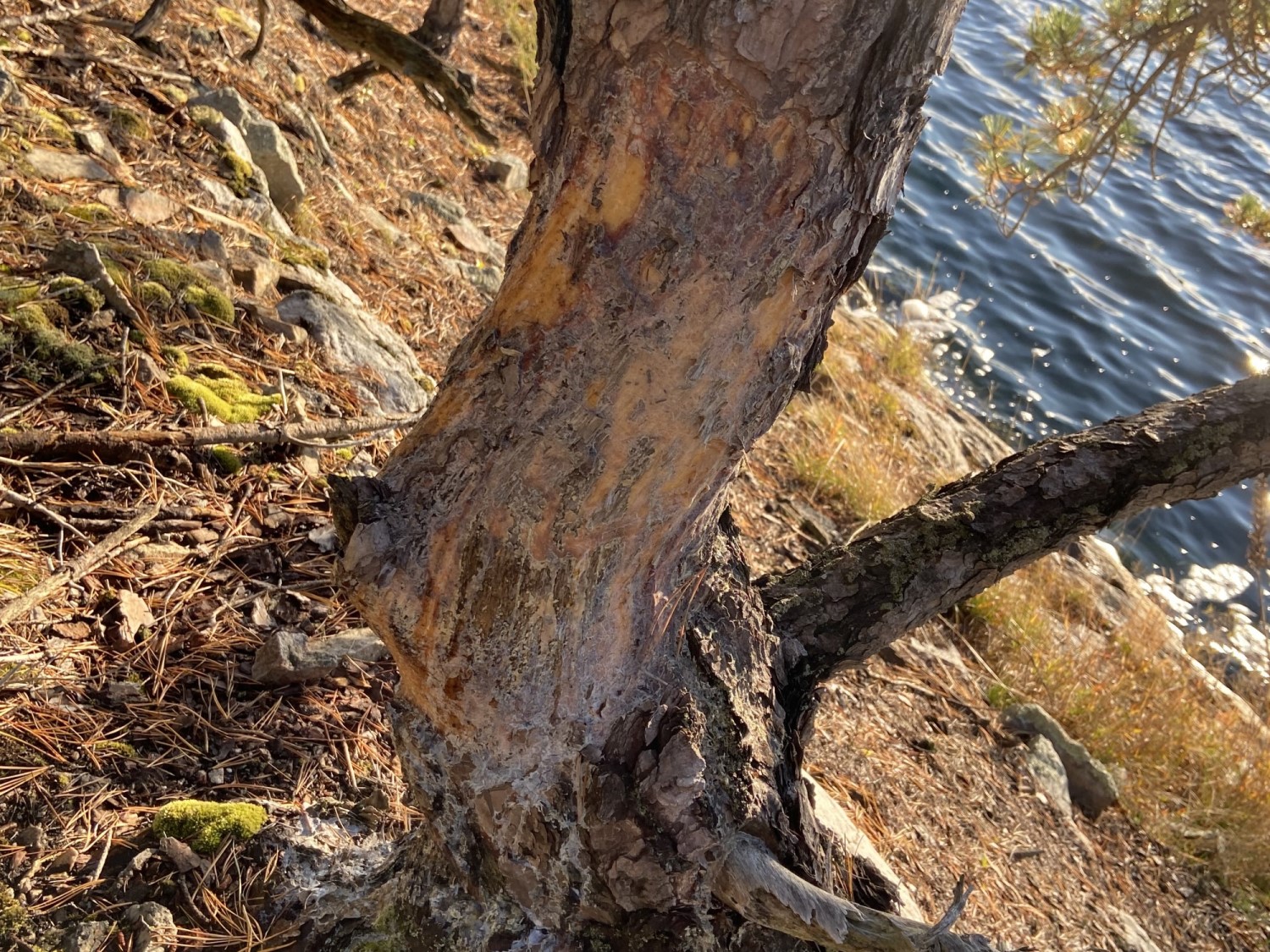 A tree trunk that has been stripped of its bark