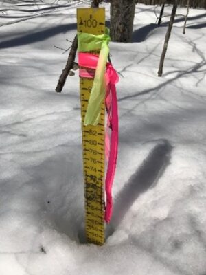 A wooden post standing in the snow with pink and yellow flagging tape tied around the top of it.