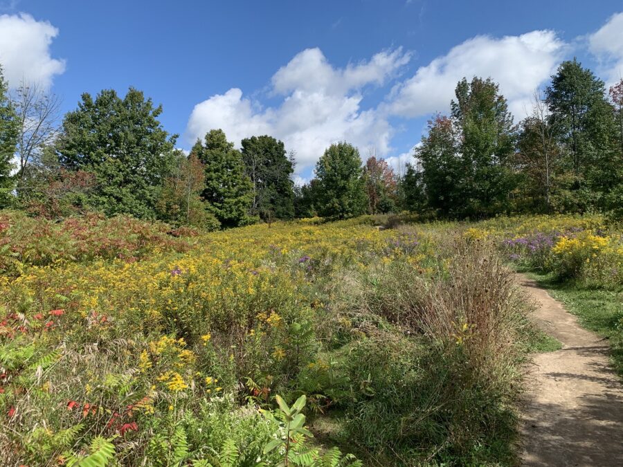 path leading along grassland habitat, field of goldenrod edged w evergreens