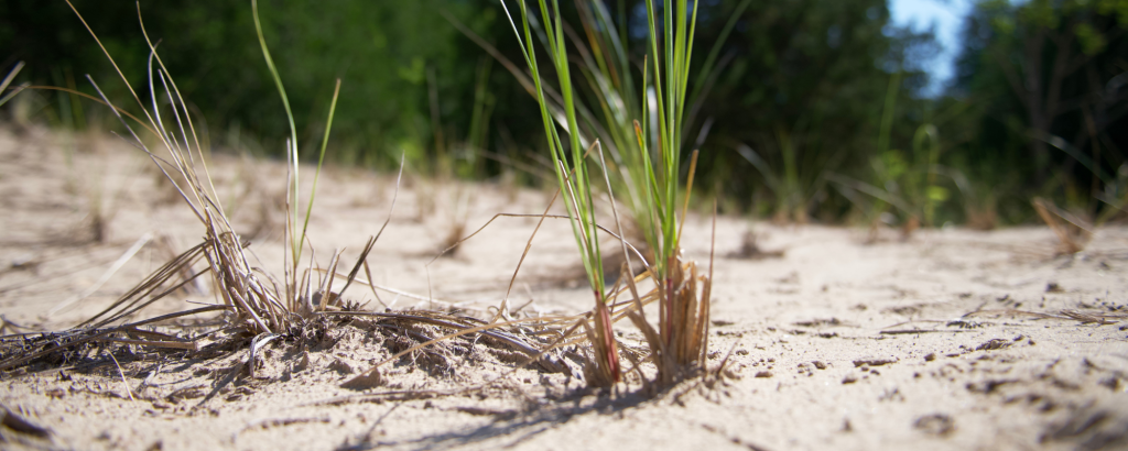 Close-up of Marram Grass on a sand dune