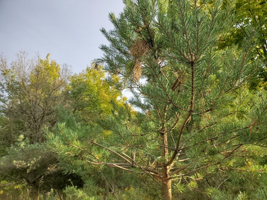 evergreen needles