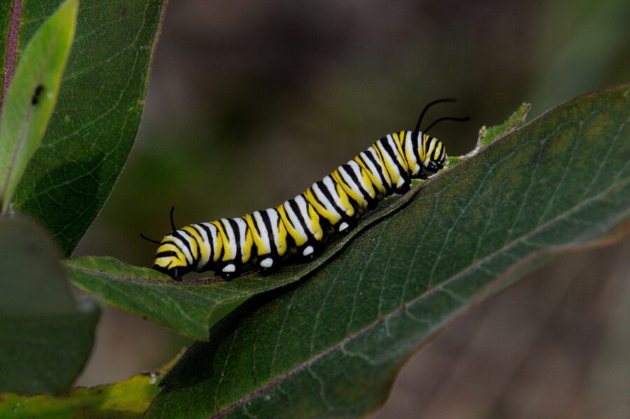 Monarch caterpillar