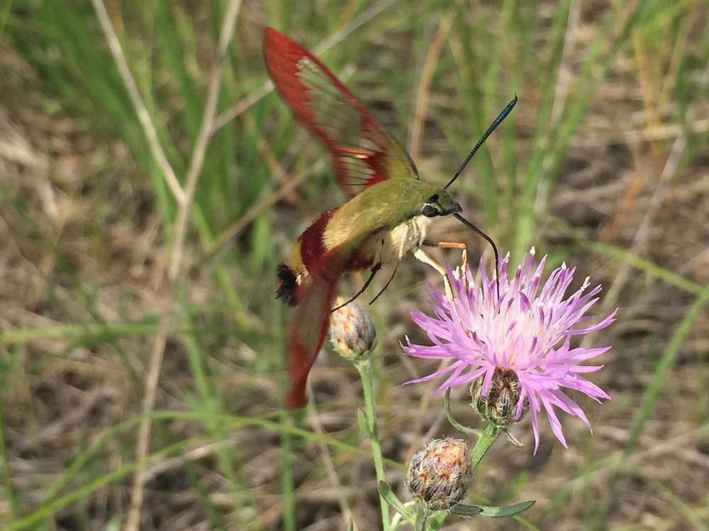 Hummingbird Clearwing Feeding