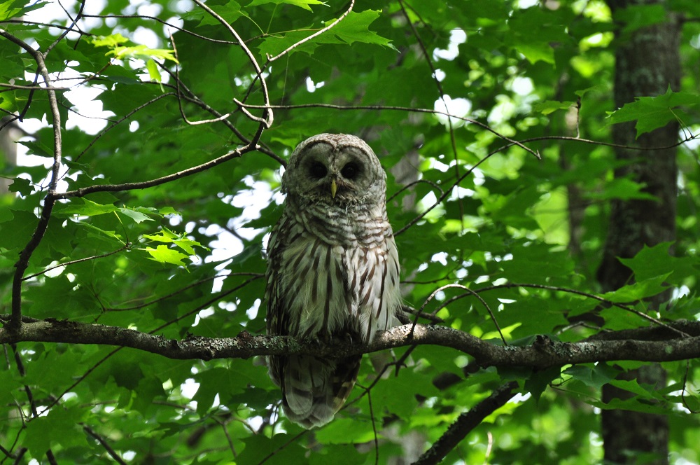 barred owl