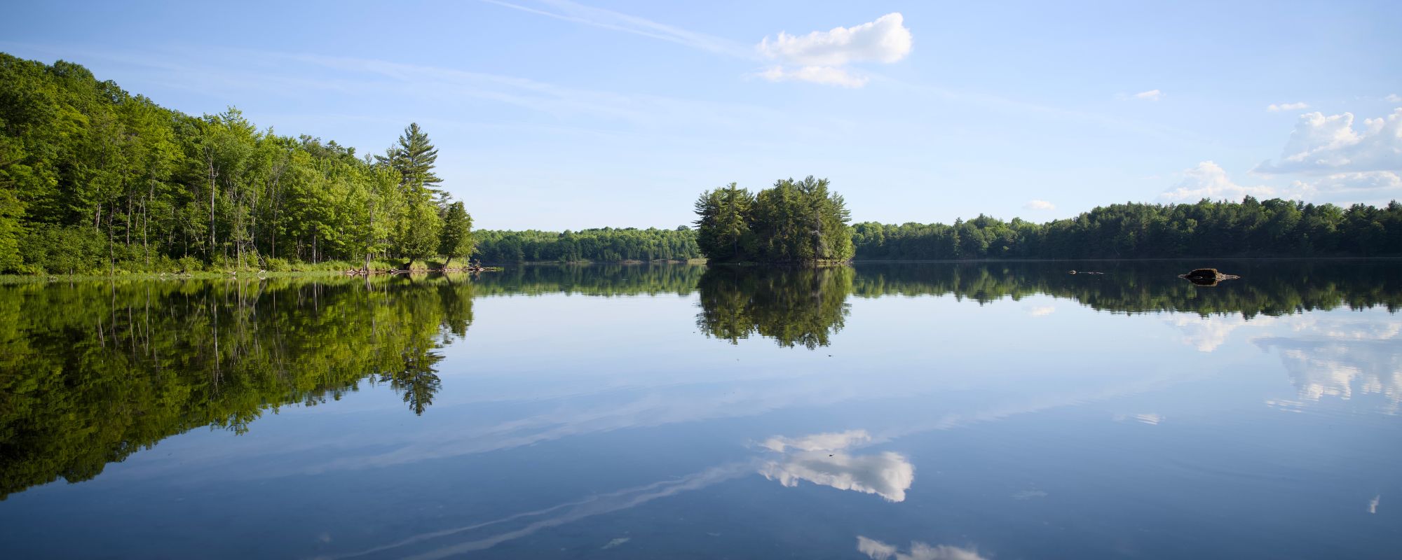view of treeline along still lake