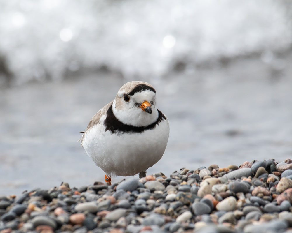 piping plover on beach