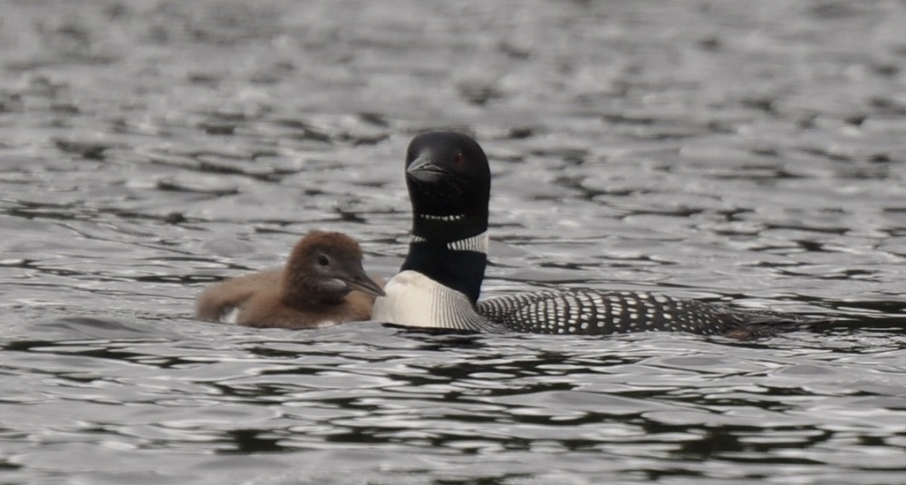 loons in lake