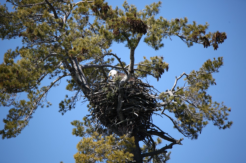 Bald eagle on nest