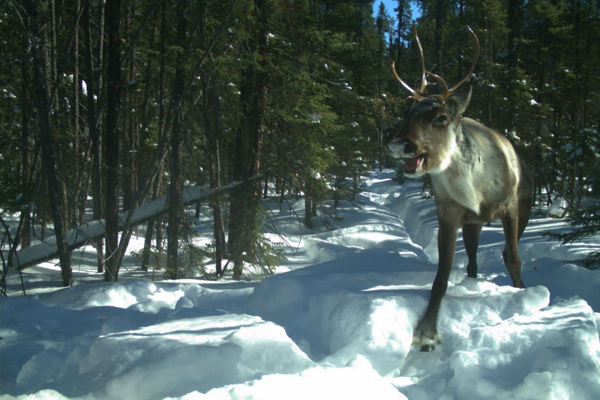 Caribou walks through snow in winter forest