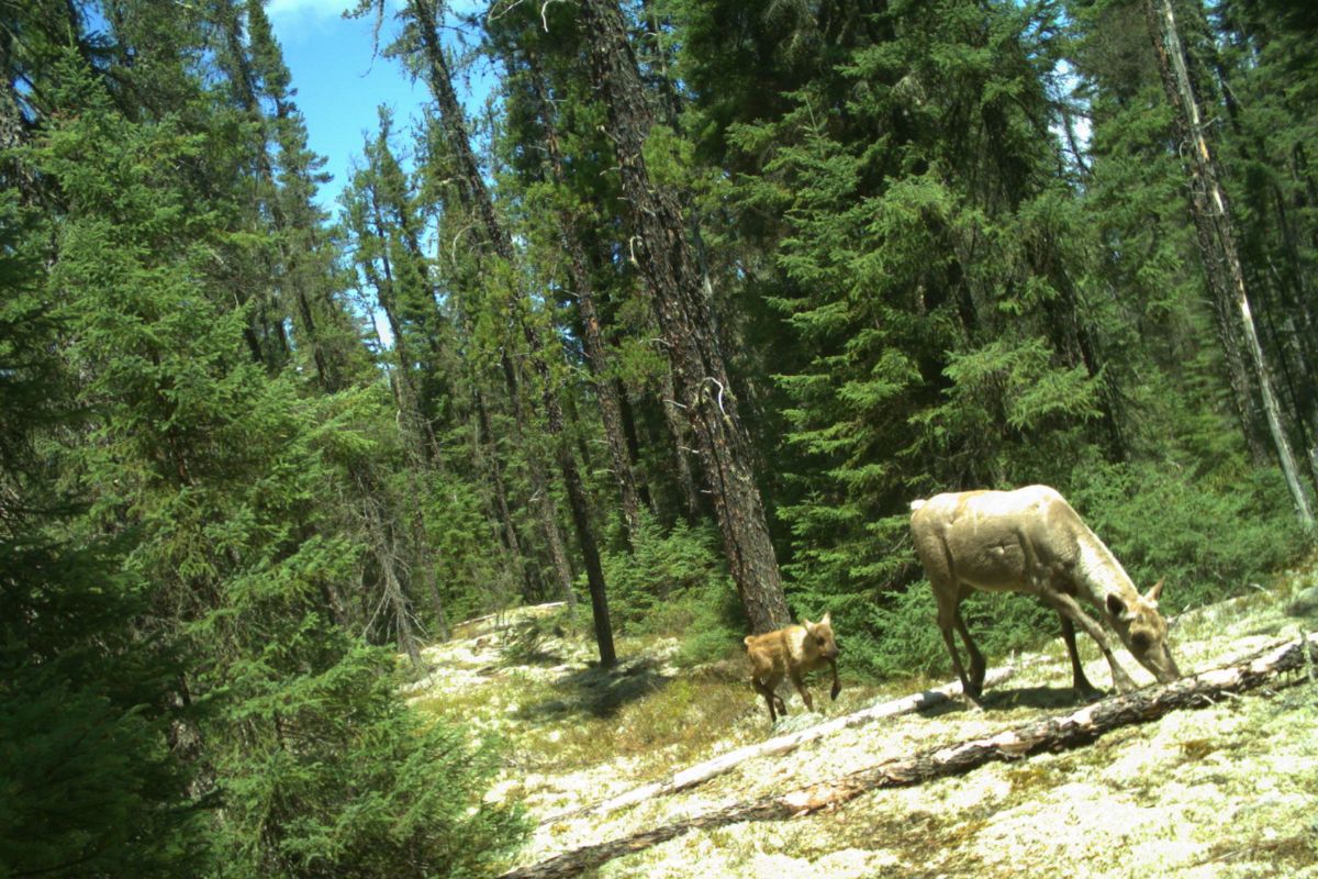 Mother and baby caribou eat lichen in a forest