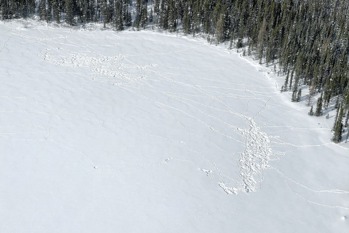 tracks in snow on iced-over lake