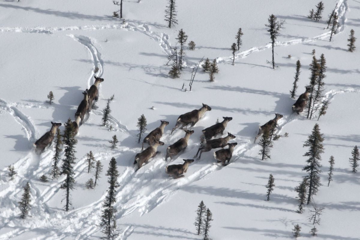 A herd of caribou in the snow, as seen from above. Photo: Kevin Green