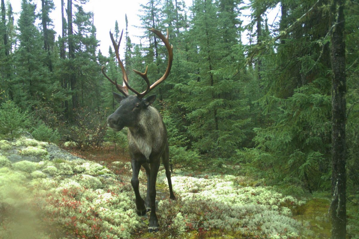 Caribou walks through lichen-covered forest