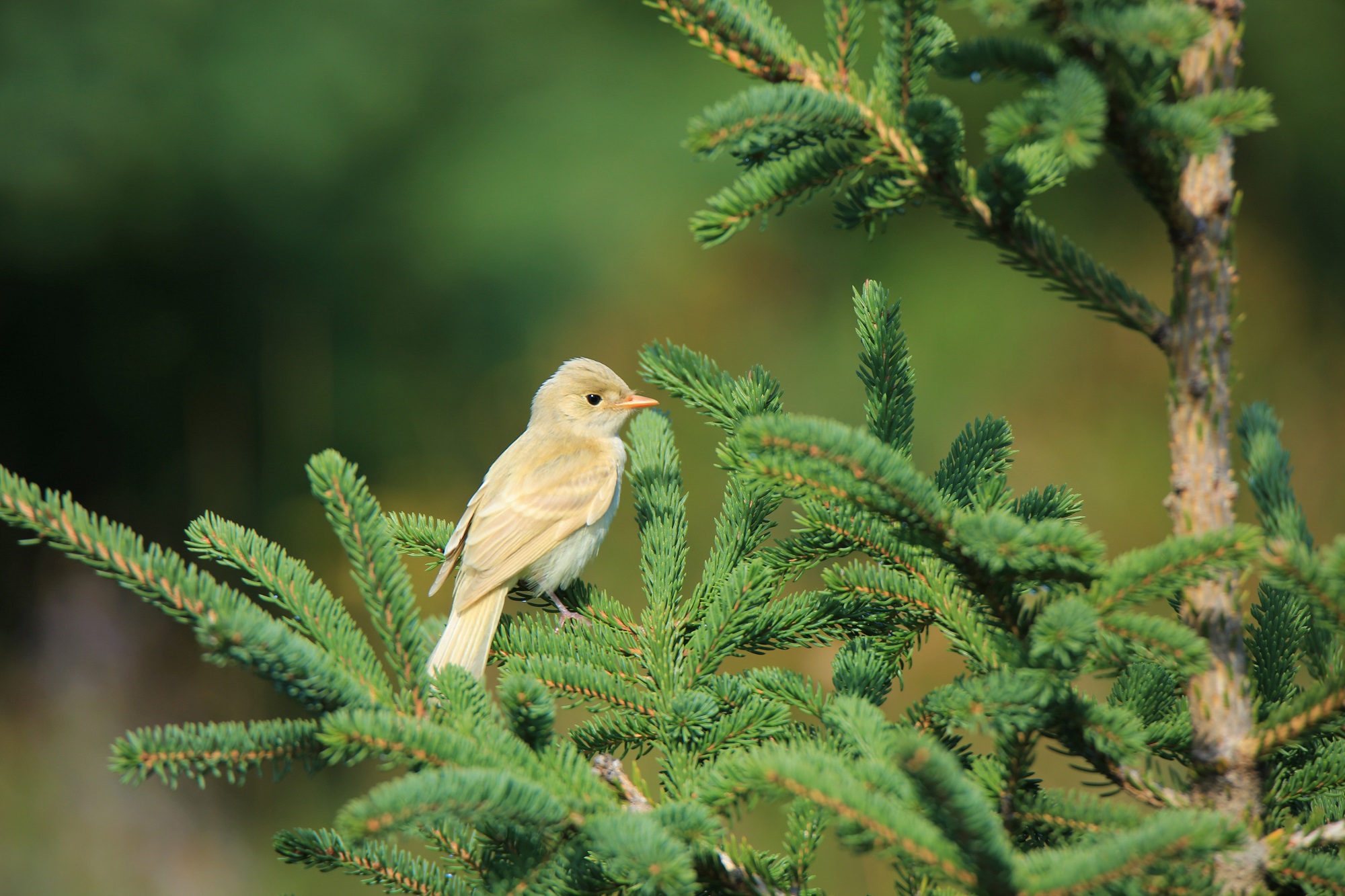 bird in tree