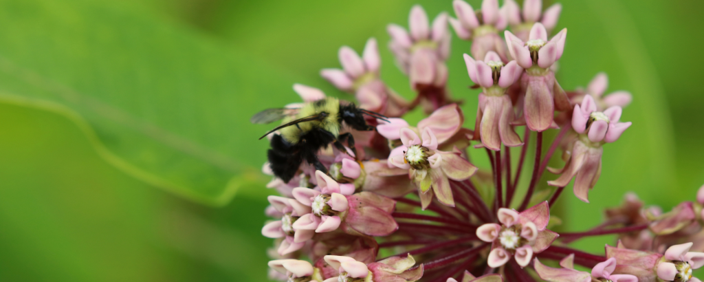 Bee on a milkweed flower