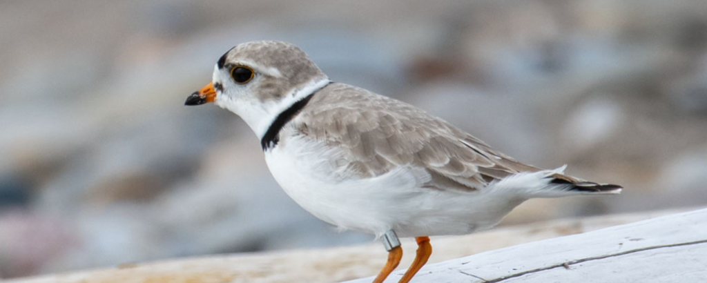 close up of Piping Plover on log