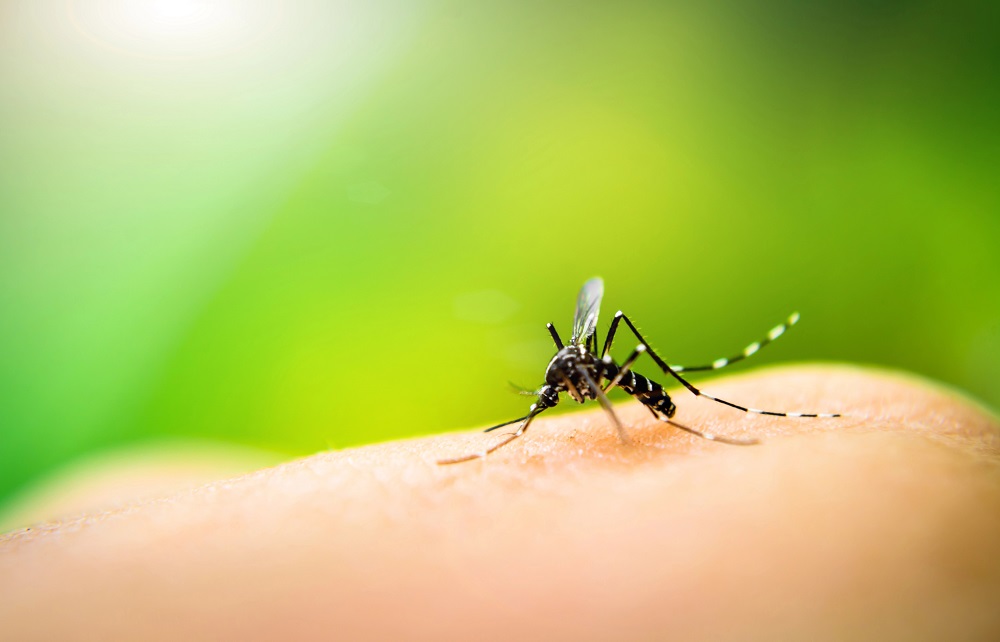 mosquito on skin