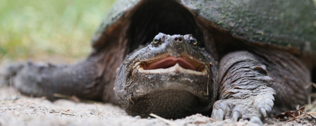 A smiling Snapping Turtle on sandy ground