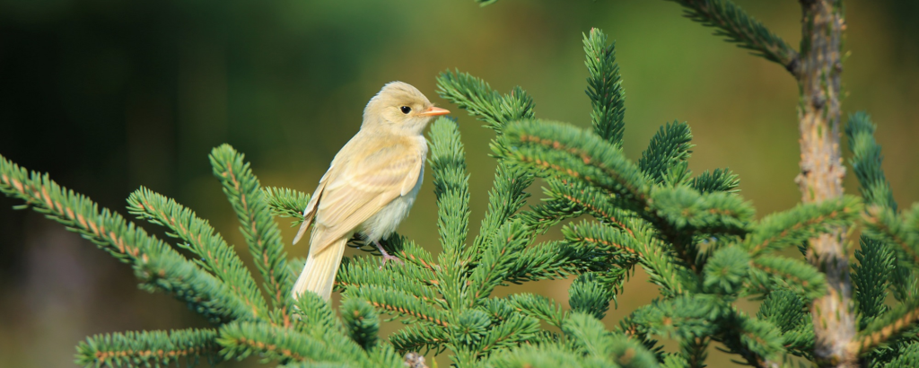 bird in tree