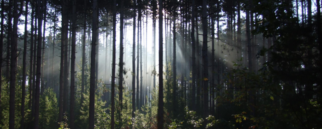 Sun shining through trees