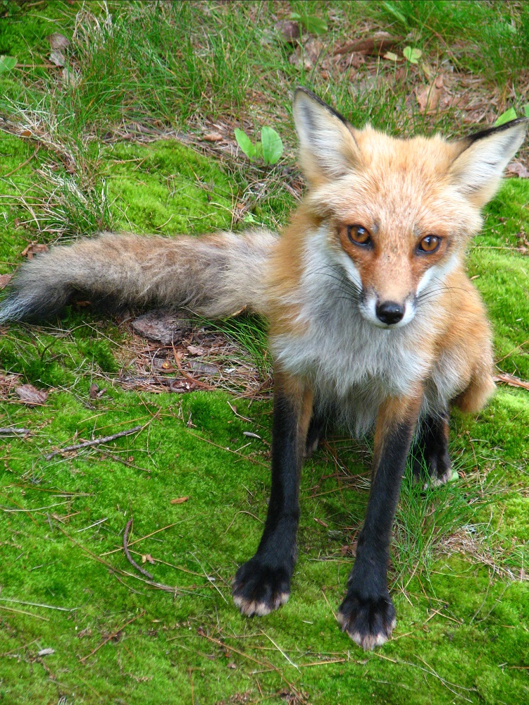 red fox