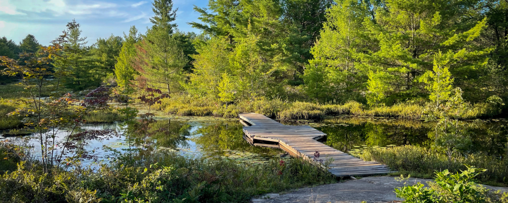 Boardwalk through a marsh