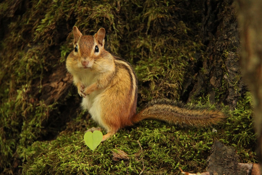 Eastern Chipmunk