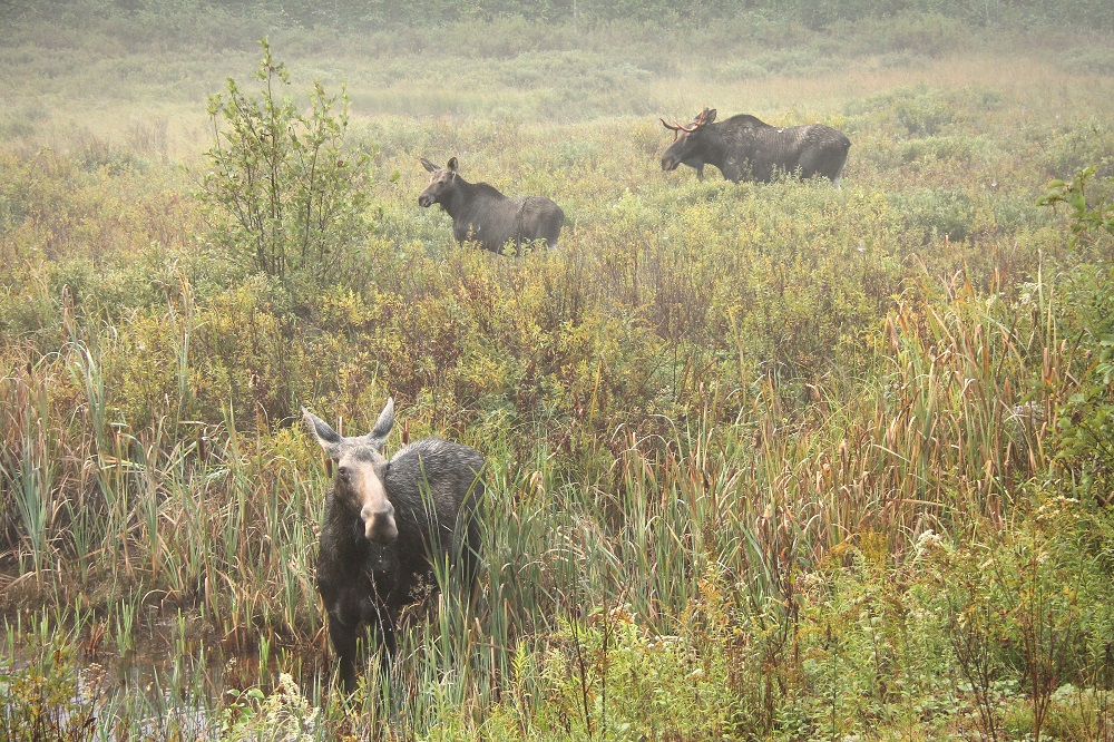 moose in field