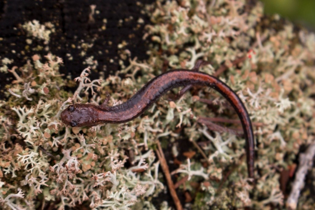 Red-backed Salamander