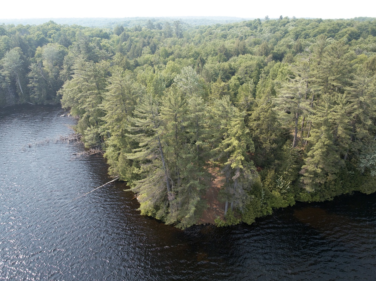 a forest peninsula sticking out into a lake