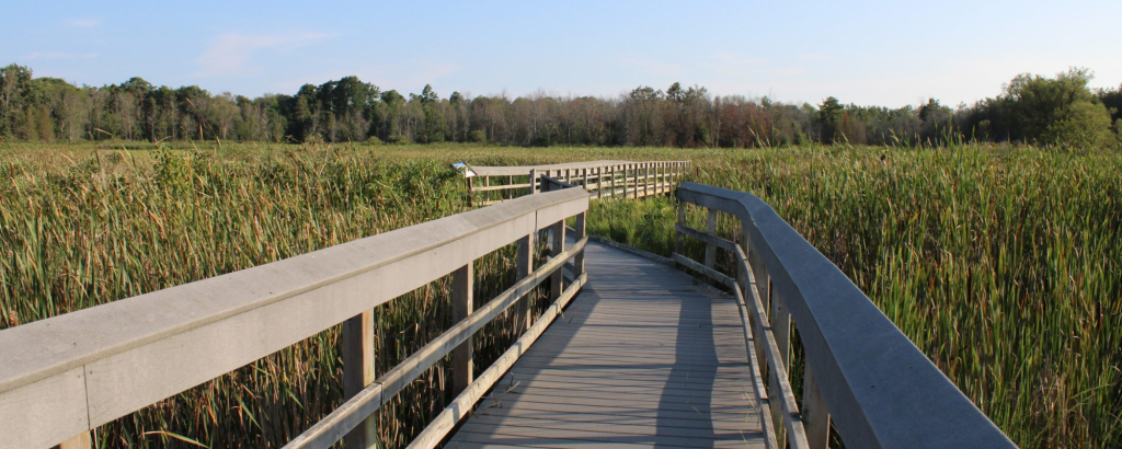 A boardwalk going through a marsh at sunset